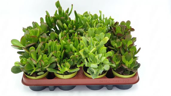 Crassula mix